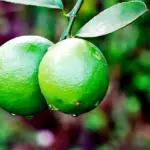 Hvordan rengør jeg min potteskjuler?