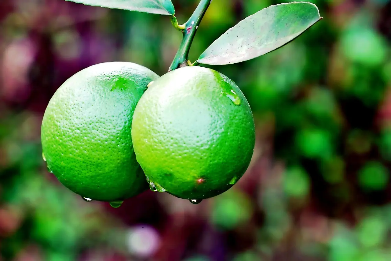 Hvordan rengør jeg min potteskjuler?